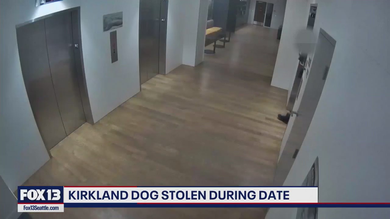 Kirkland man searching for dog allegedly stolen by date