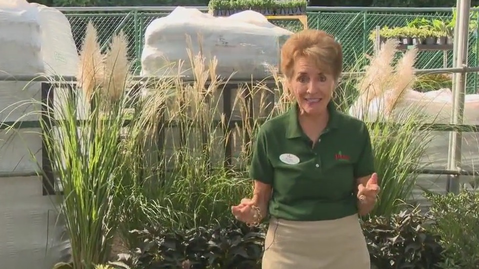 Pike Nurseries talks about fall planting