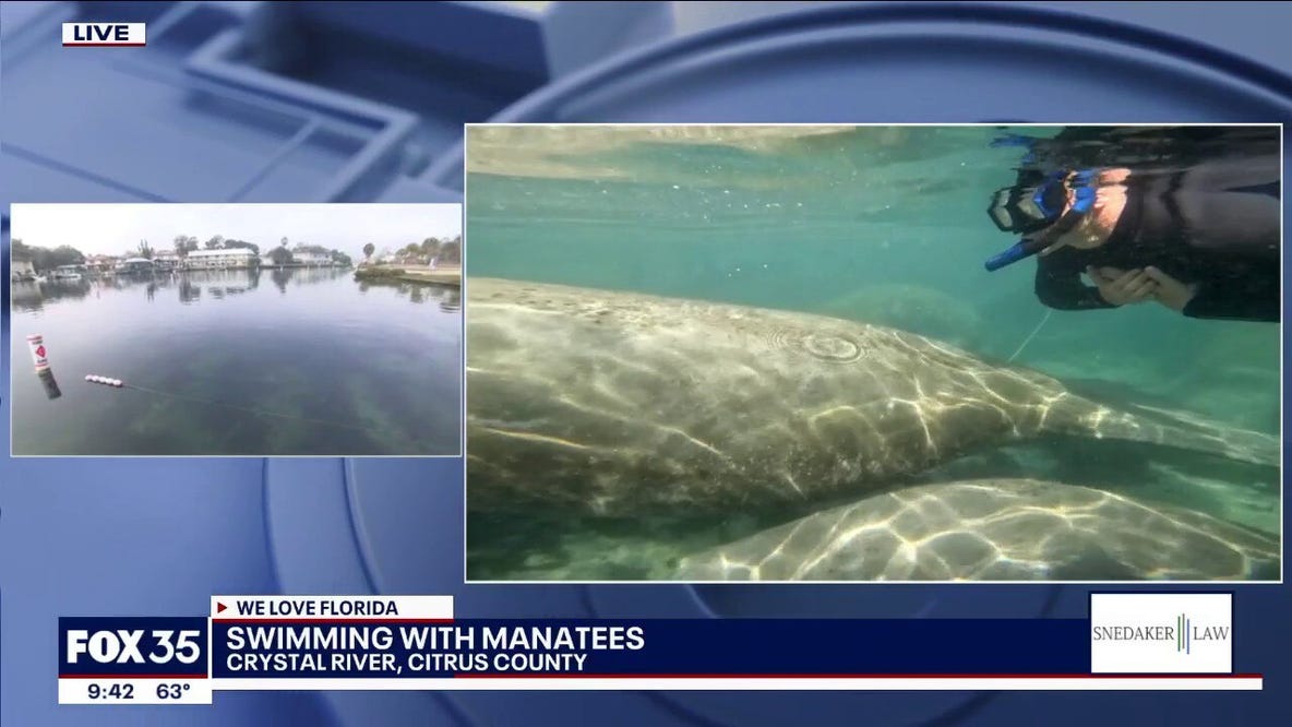 Swimming with manatees