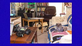 Dak defends McCarthy | DZTV