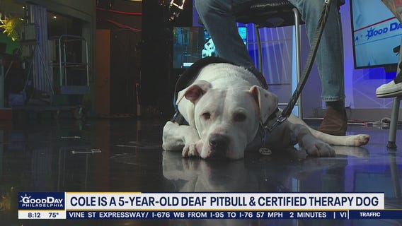 Local dog up for Hero Dog of the Year award