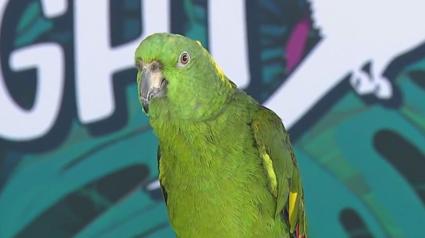 Feathers in Flight at Florida Aquarium