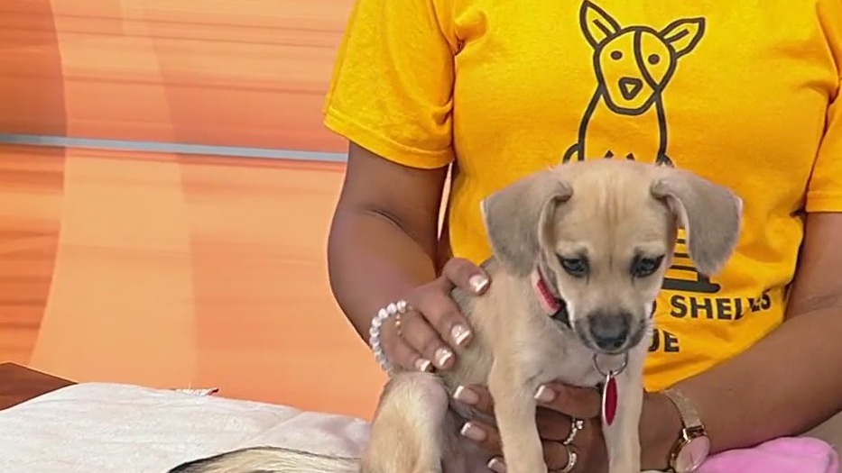 Meet Pearl: Our Pet of the Day