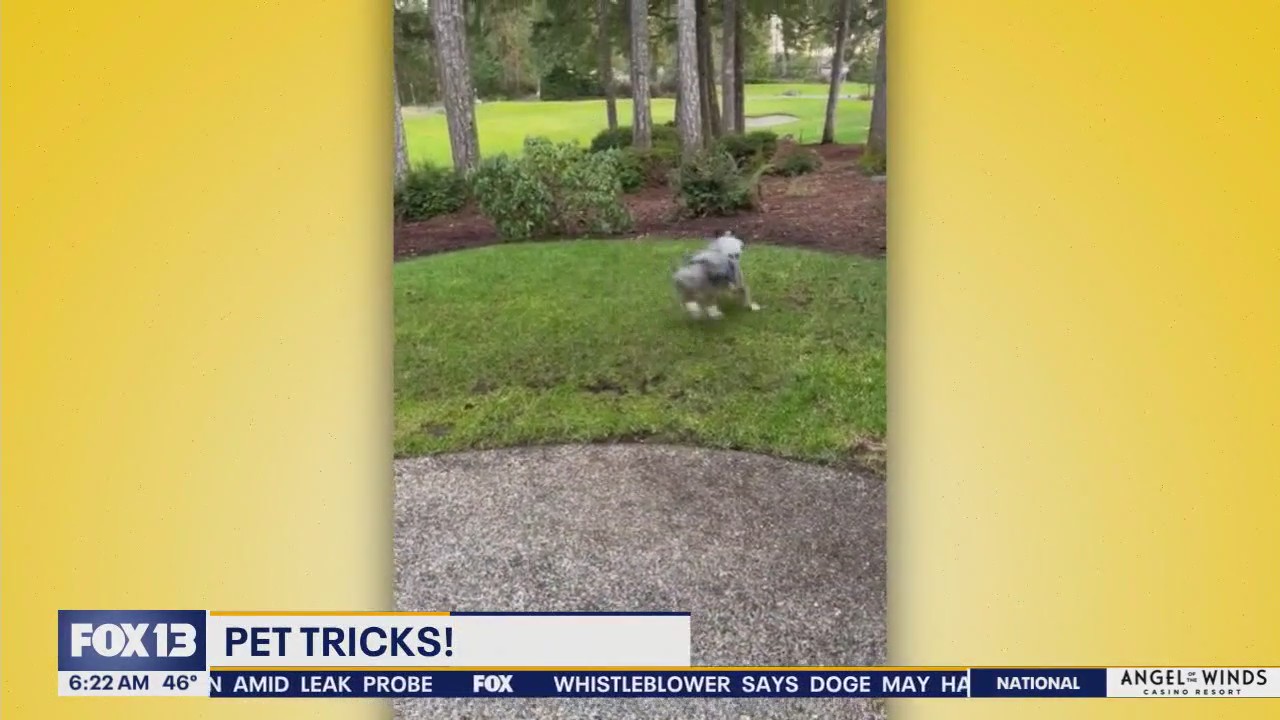 Pet Tricks for Wednesday, April 16