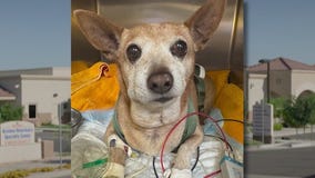 Dog's rattlesnake bite underscores pet safety tips