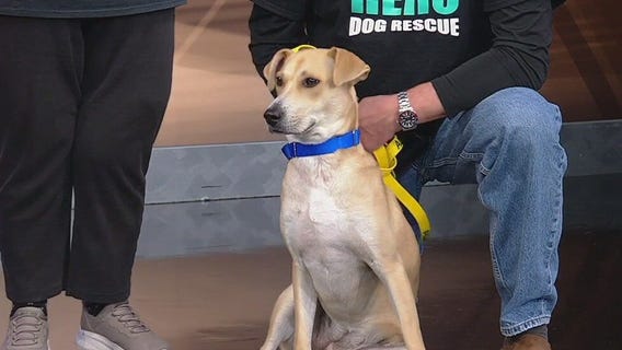 Meet Izabell: Our Pet of the Day