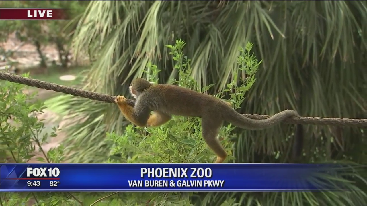 Cory's Corner: The Phoenix Zoo