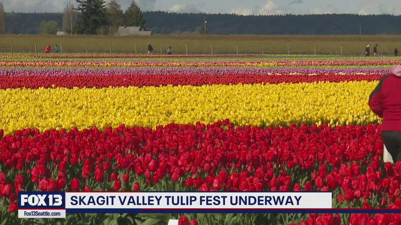 Behind the scenes at the Skagit Valley Tulip Festival