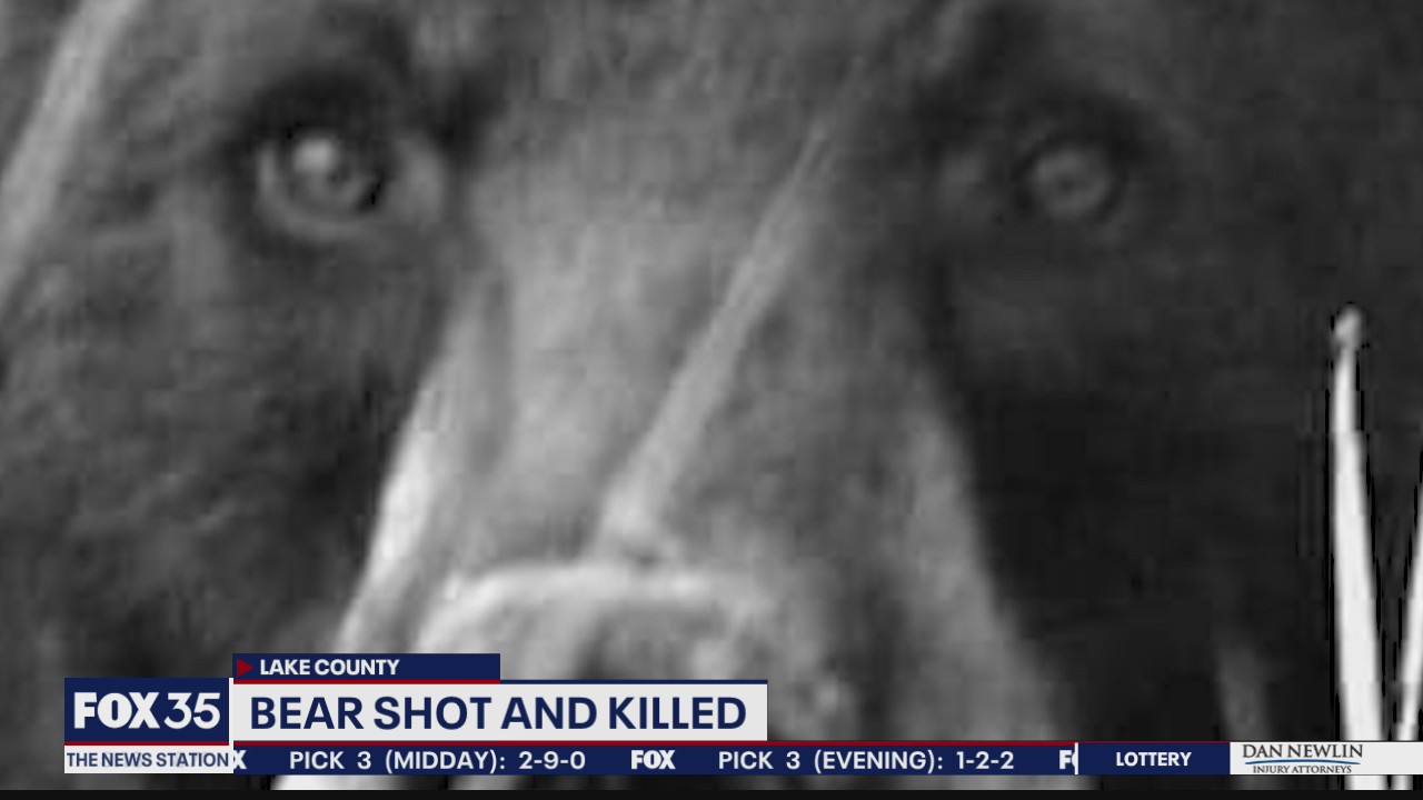 Reward offered in killing of black bear