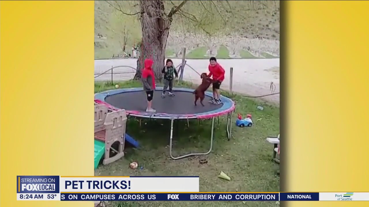 Good Day Pet Tricks for Monday, May 13