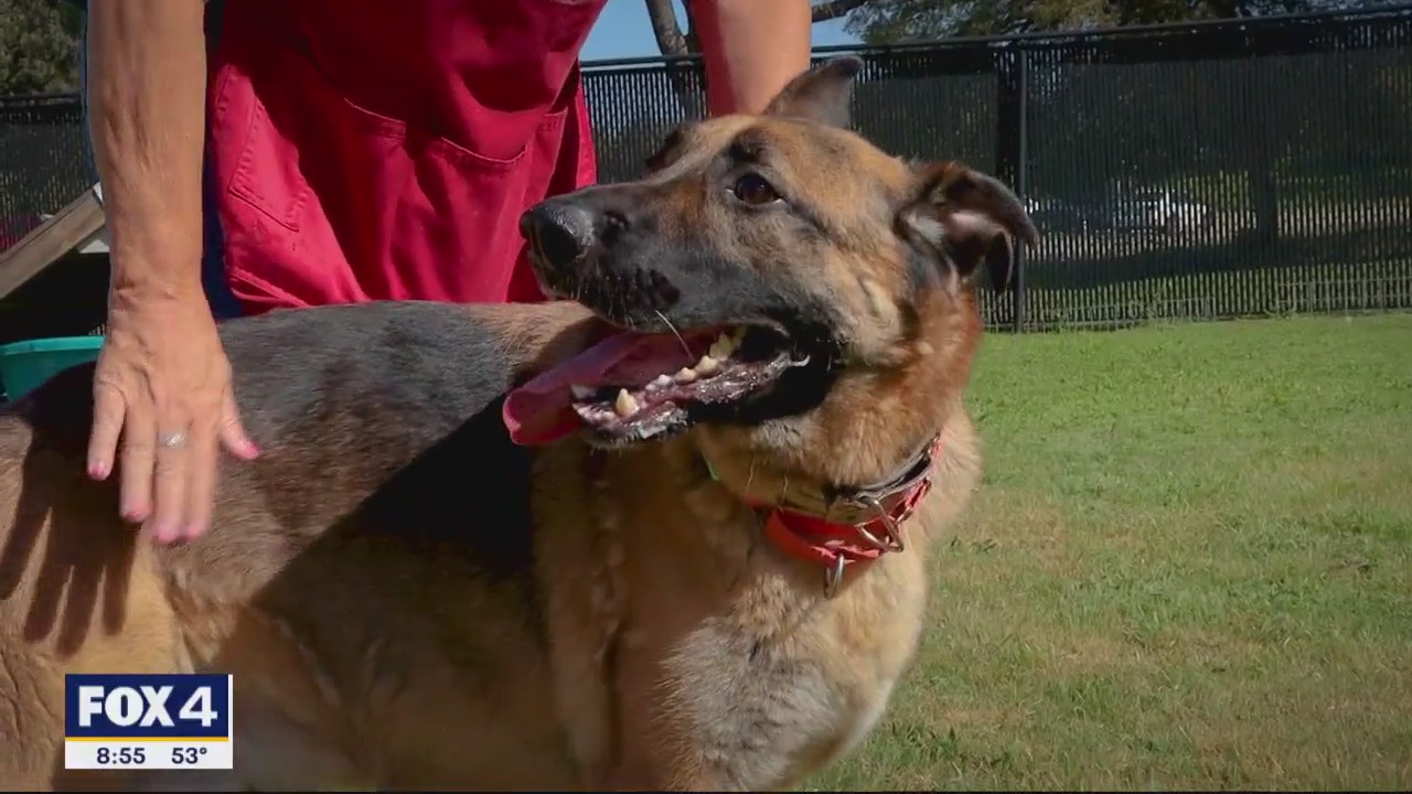 Dog of the Day: Pyle