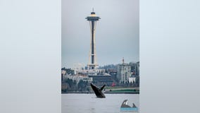 Video captures humpback whale's Seattle visit, breaching in waters in front of Space Needle