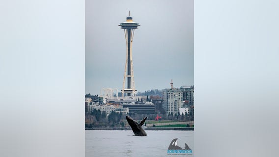 Video captures humpback whale's Seattle visit, breaching in waters in front of Space Needle