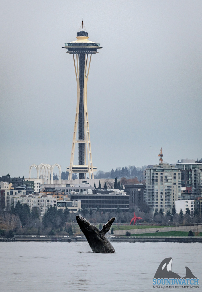Video captures humpback whale's Seattle visit, breaching in waters in front of Space Needle