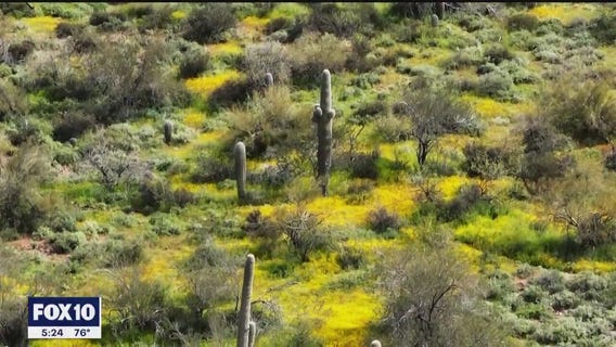 Wildflowers color landscape along trail near Black Canyon City