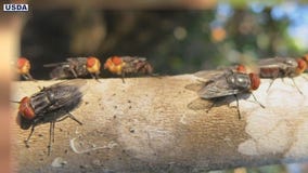 U.S. suspends live animal imports due to flesh-eating parasite