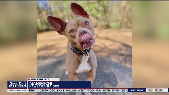 Pet of the Day from Paws Atlanta