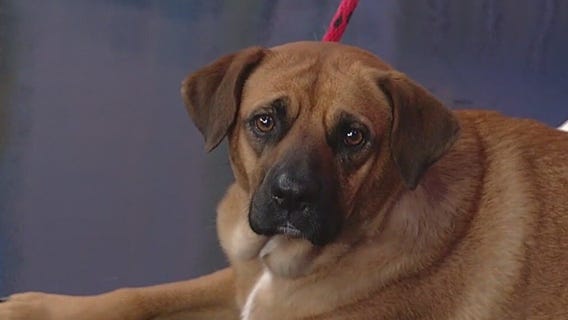 Meet Bella: Our Pet of the Day