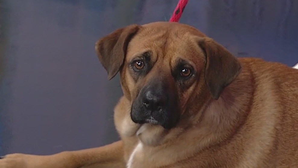 Meet Bella: Our Pet of the Day