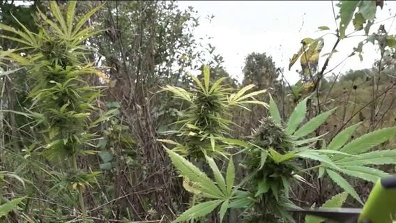 Marijuana reclassification could have big impact