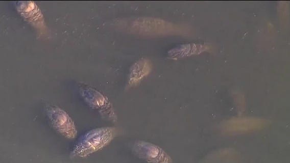 Planting seagrass for manatees