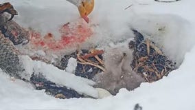 Big Bear eaglets update