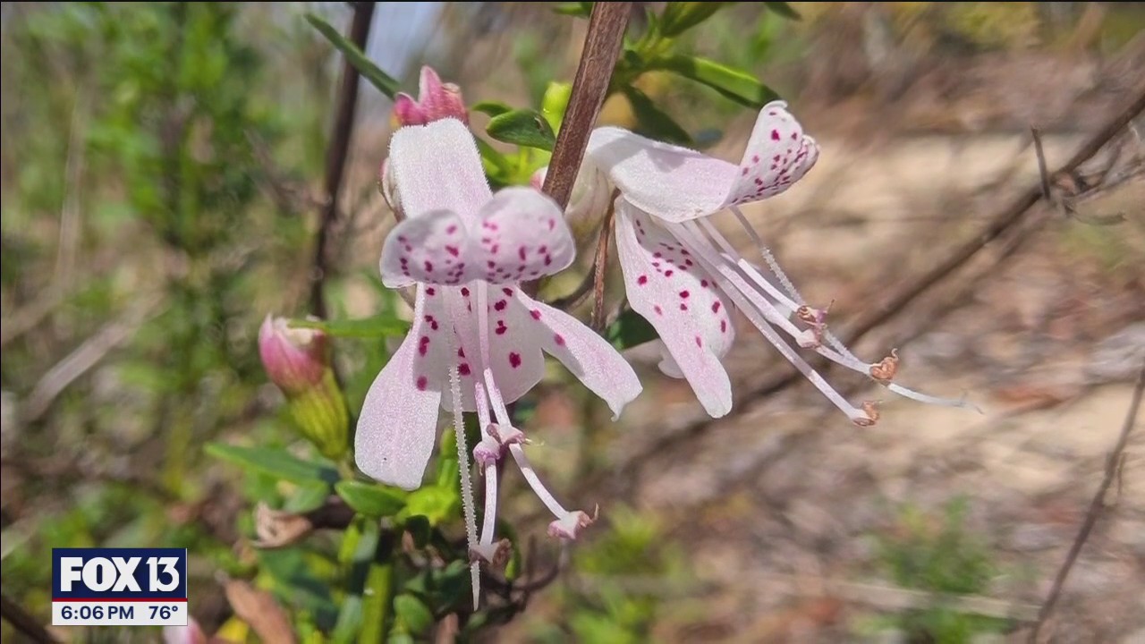 Toll road rerouted to protect endangered plant