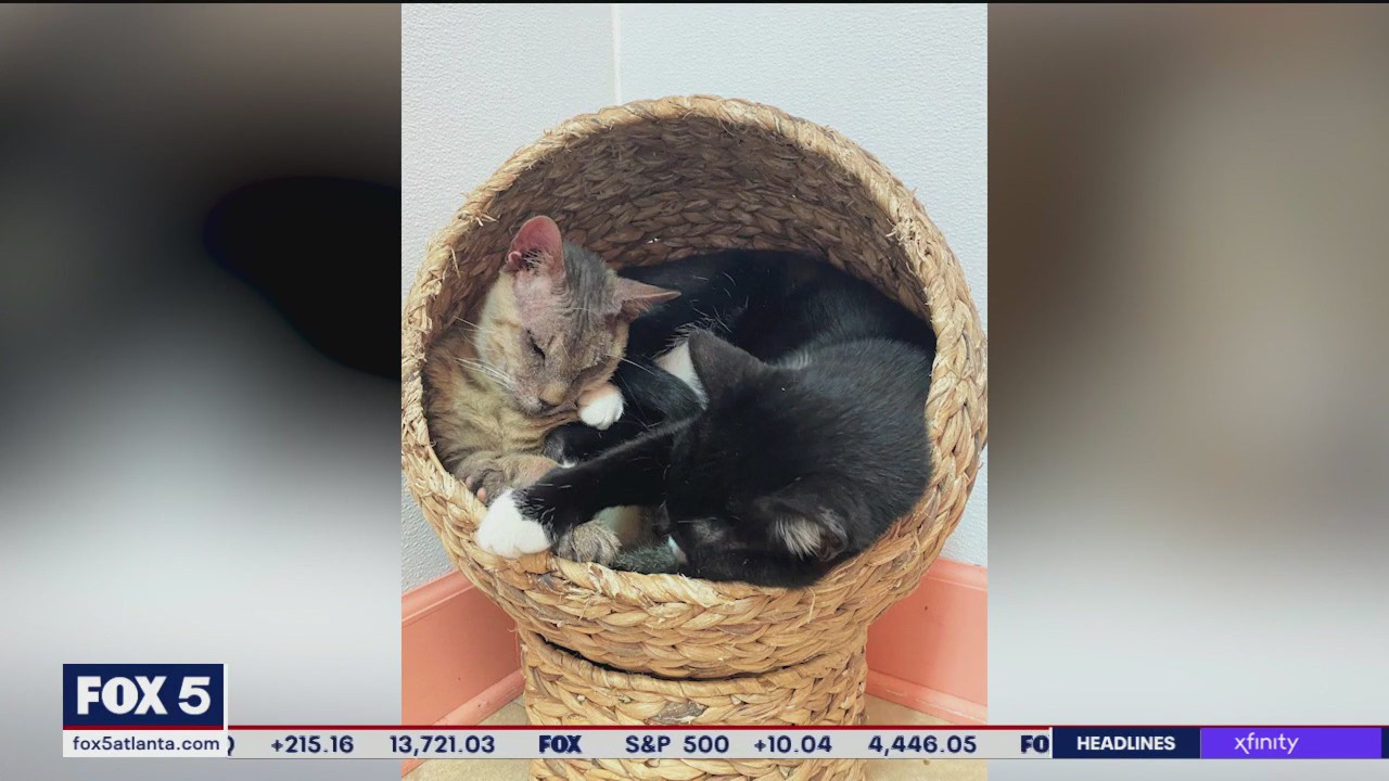 Pet of the Day from Paws Atlanta