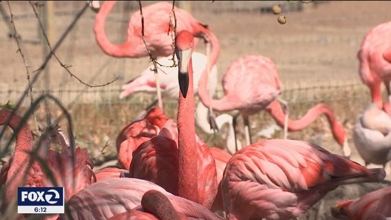 Safari West wildlife preserve in Santa Rosa loses accreditation