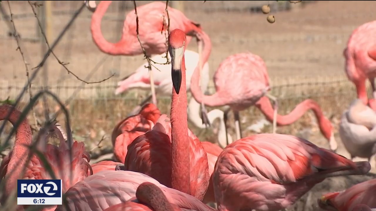 Safari West wildlife preserve in Santa Rosa loses accreditation
