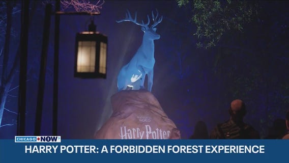 Step into magic with Harry Potter: A Forbidden Forest Experience | ChicagoNOW