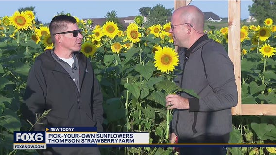 Checking out Thompson Strawberry Farm