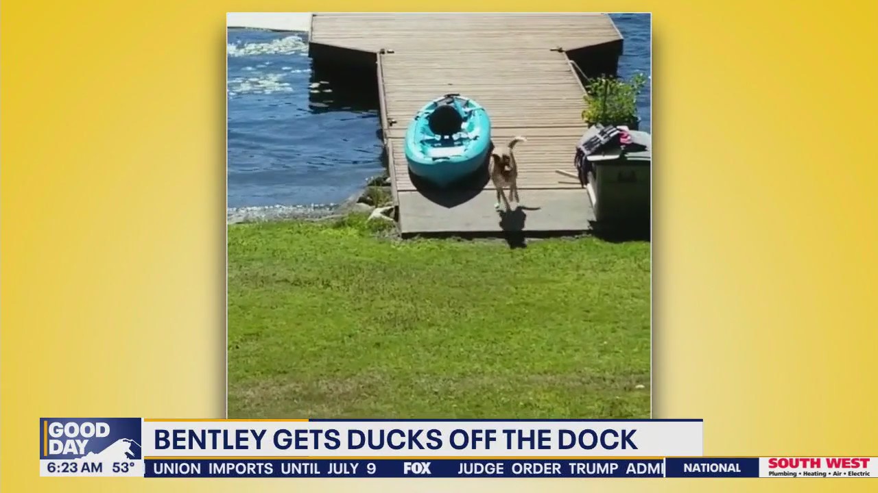 Pet Tricks for Monday, May 26