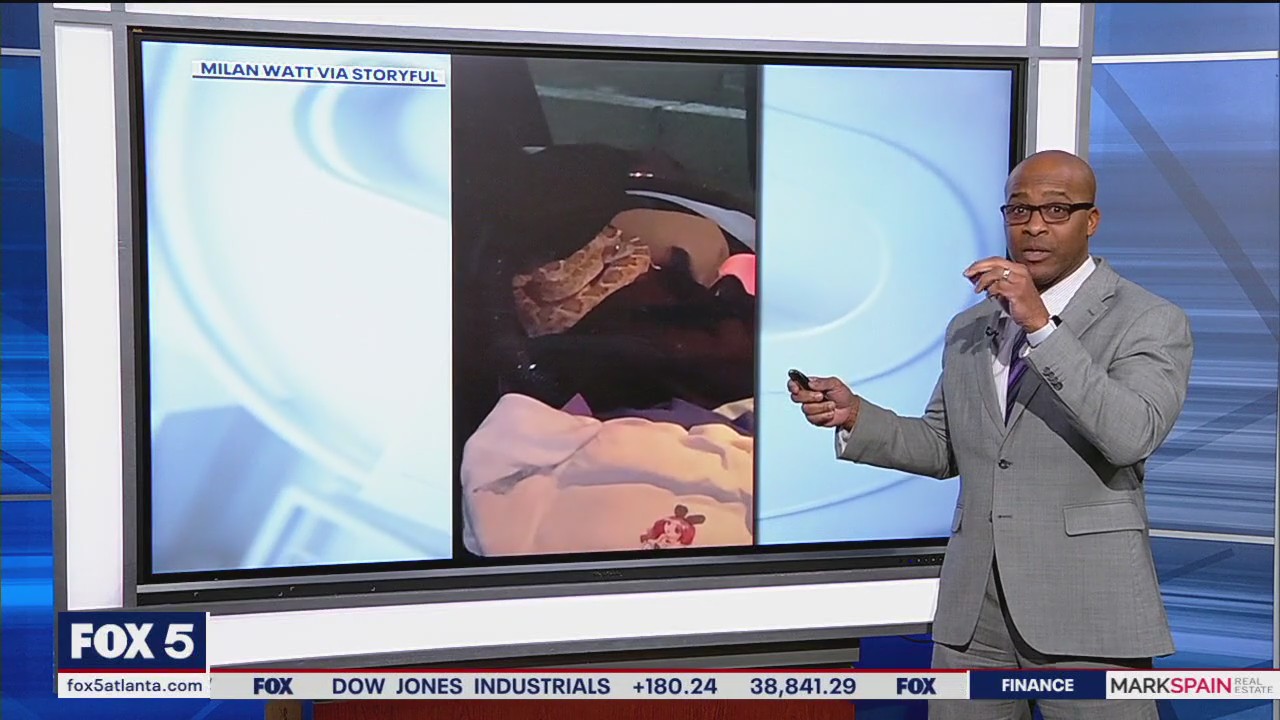 Couple spots rattlesnake in car