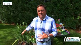 Helping your garden survive the summer heat