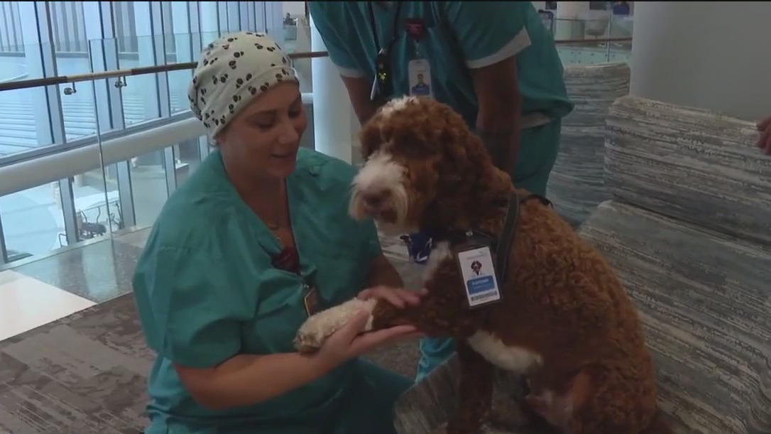 Furry new ‘staff member’ changes lives at AdventHealth Tampa