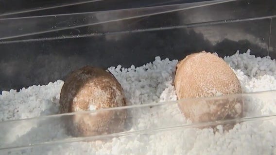Phoenix Herpetological Sanctuary finds alligator eggs