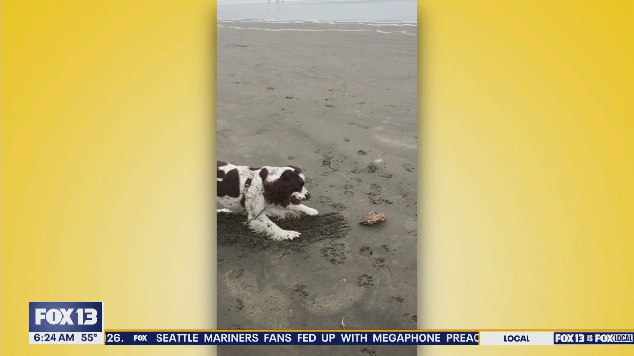 Pet Tricks for Friday, July 25