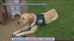 Assistance dogs provide children with emotional and educational support
