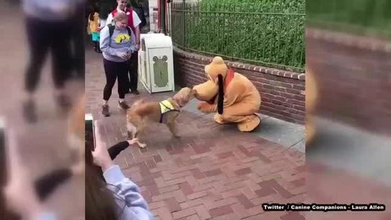 Service doggos in training enjoy day at Disneyland, proving it's the happiest place on earth