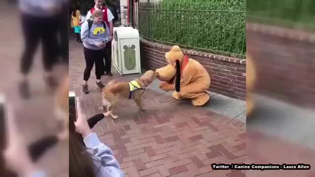 Service doggos in training enjoy day at Disneyland, proving it's the happiest place on earth