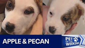 Adopt Apple & Pecan at WCRAS
