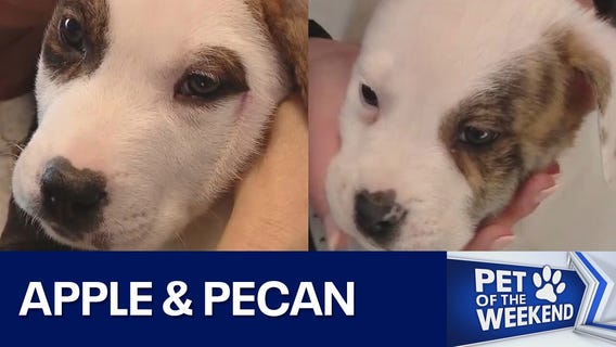 Adopt Apple & Pecan at WCRAS