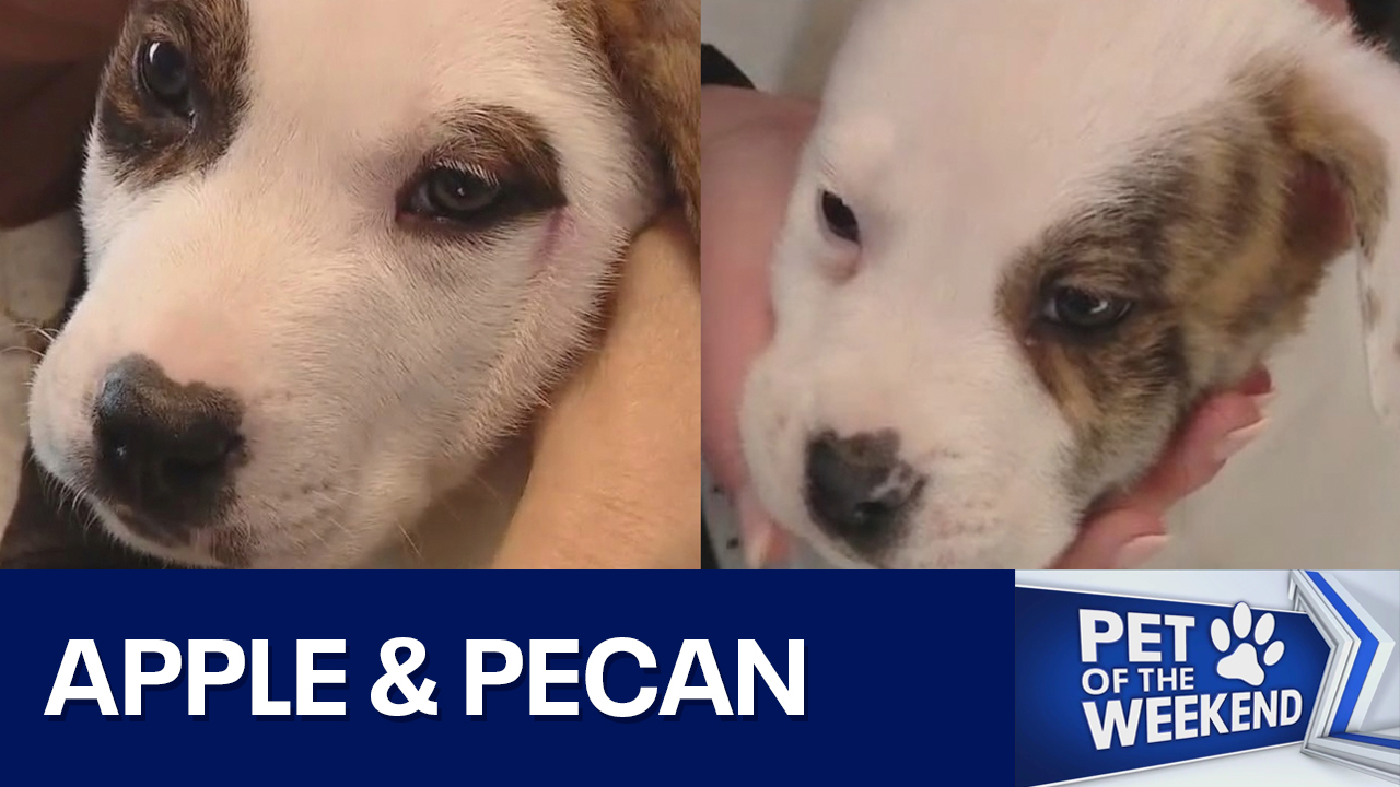 Adopt Apple & Pecan at WCRAS