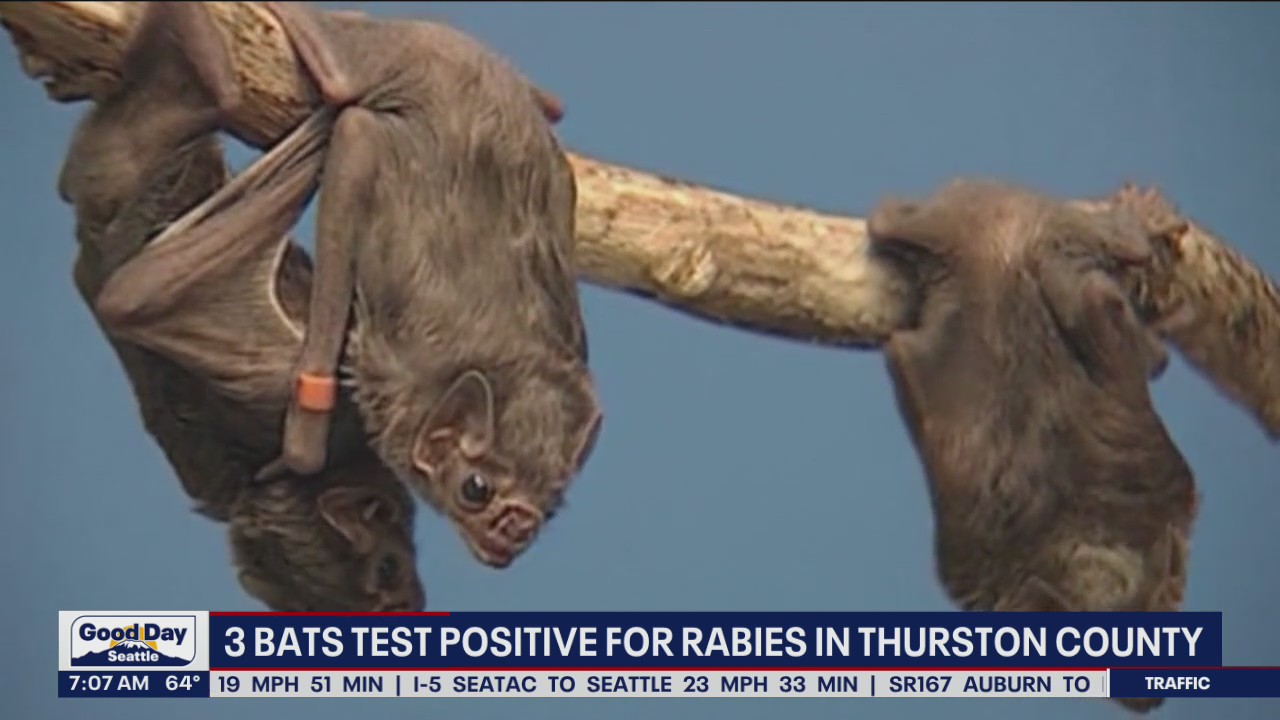 3 bats test positive for rabies in Thurston County | FOX 13 Seattle