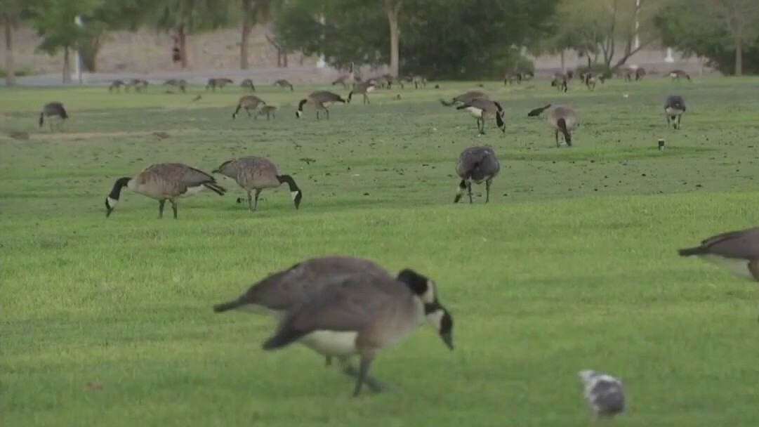 Bird flu in Hays County