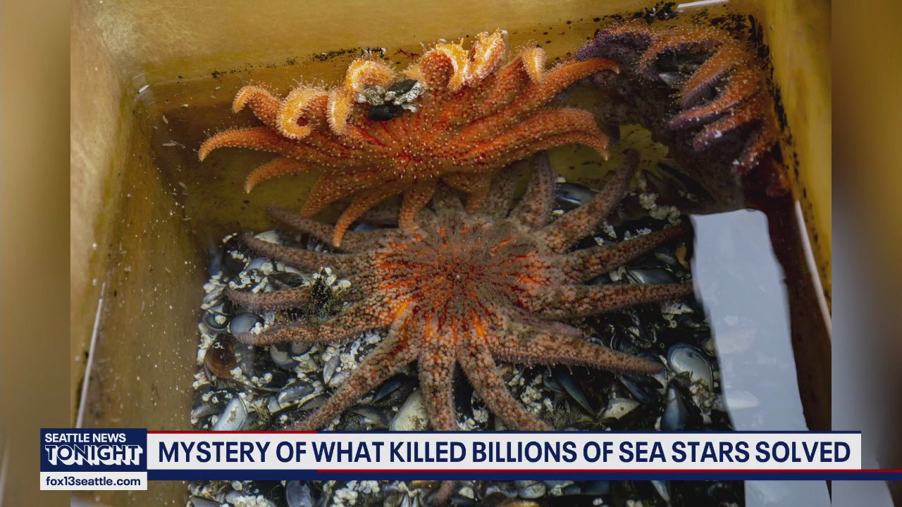 UW researchers help solve scientific mystery that killed 5 billion sea stars