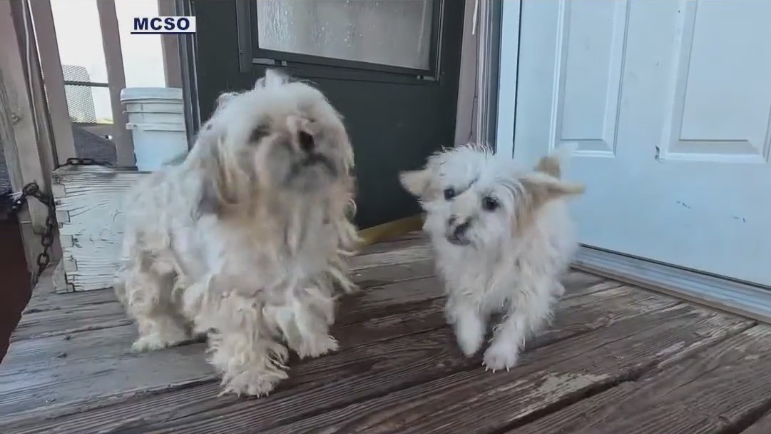 MCSO rescued animals from Buckeye home | FOX 10 Phoenix