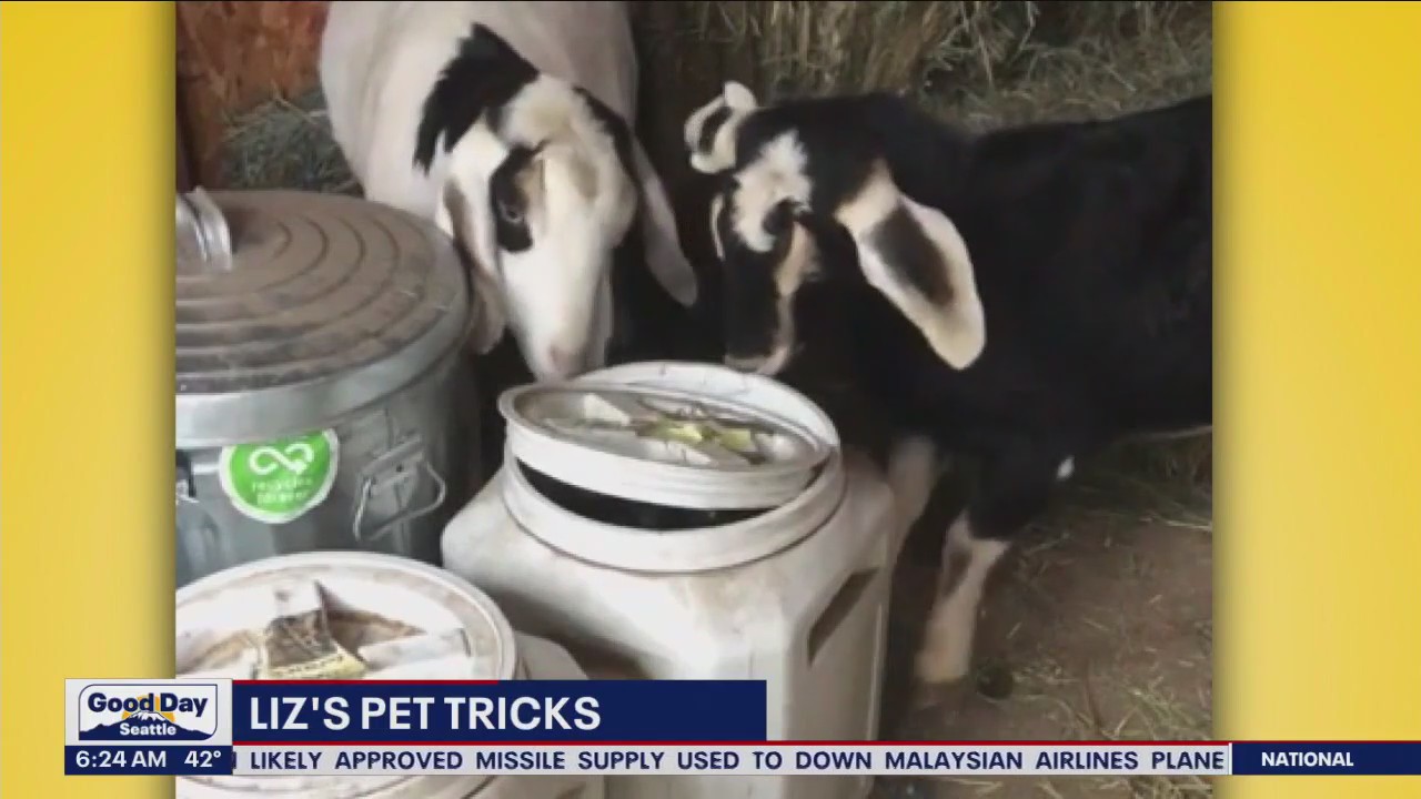 Liz's Pet Tricks for Thursday, February 9