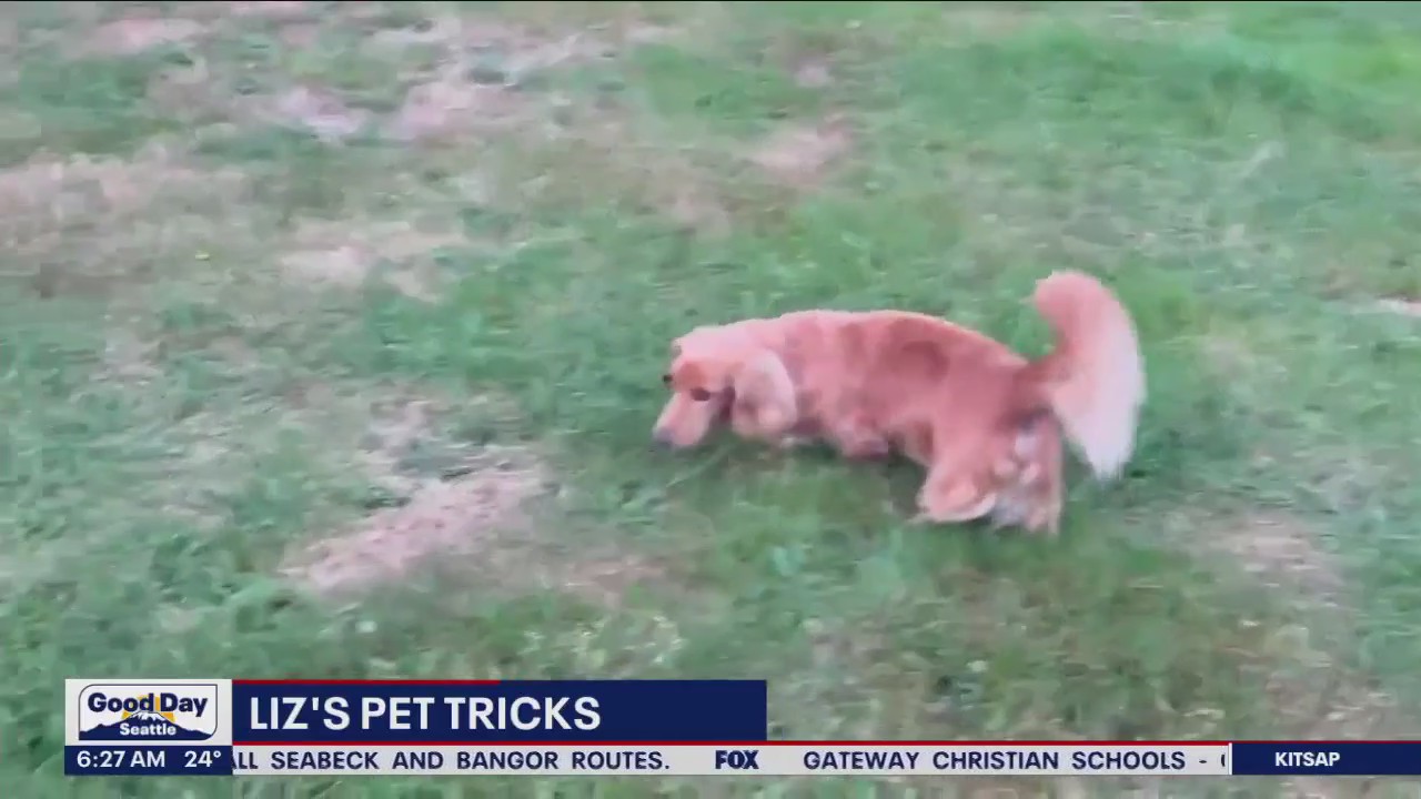 Liz's Pet Tricks for Friday, February 24